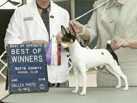 Toy Fox Terrier Puppies breeder image 1