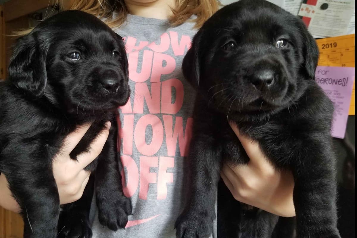 Labrador Retriever Puppies 3 left breeder image 4