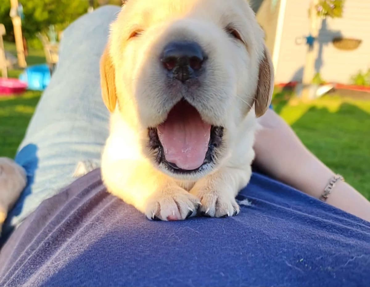 Labrador Retriever Puppies 3 left breeder image 9