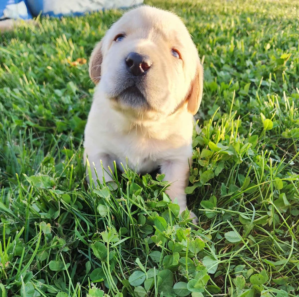 Labrador Retriever Puppies 3 left breeder image 11
