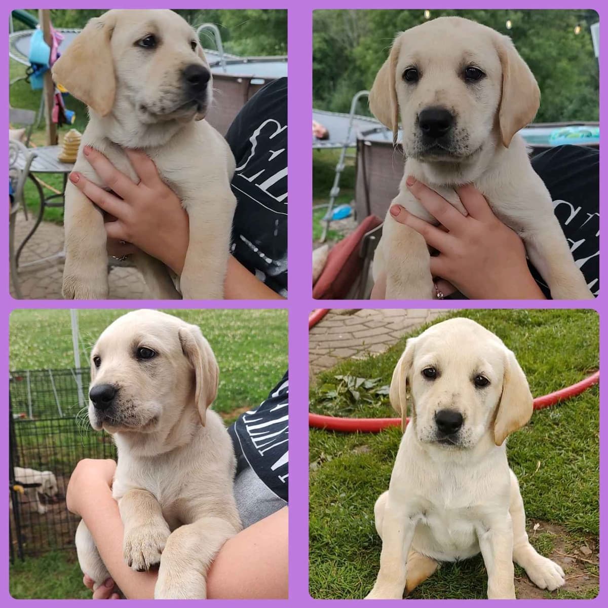 Labrador Retriever Puppies 3 left breeder image 3