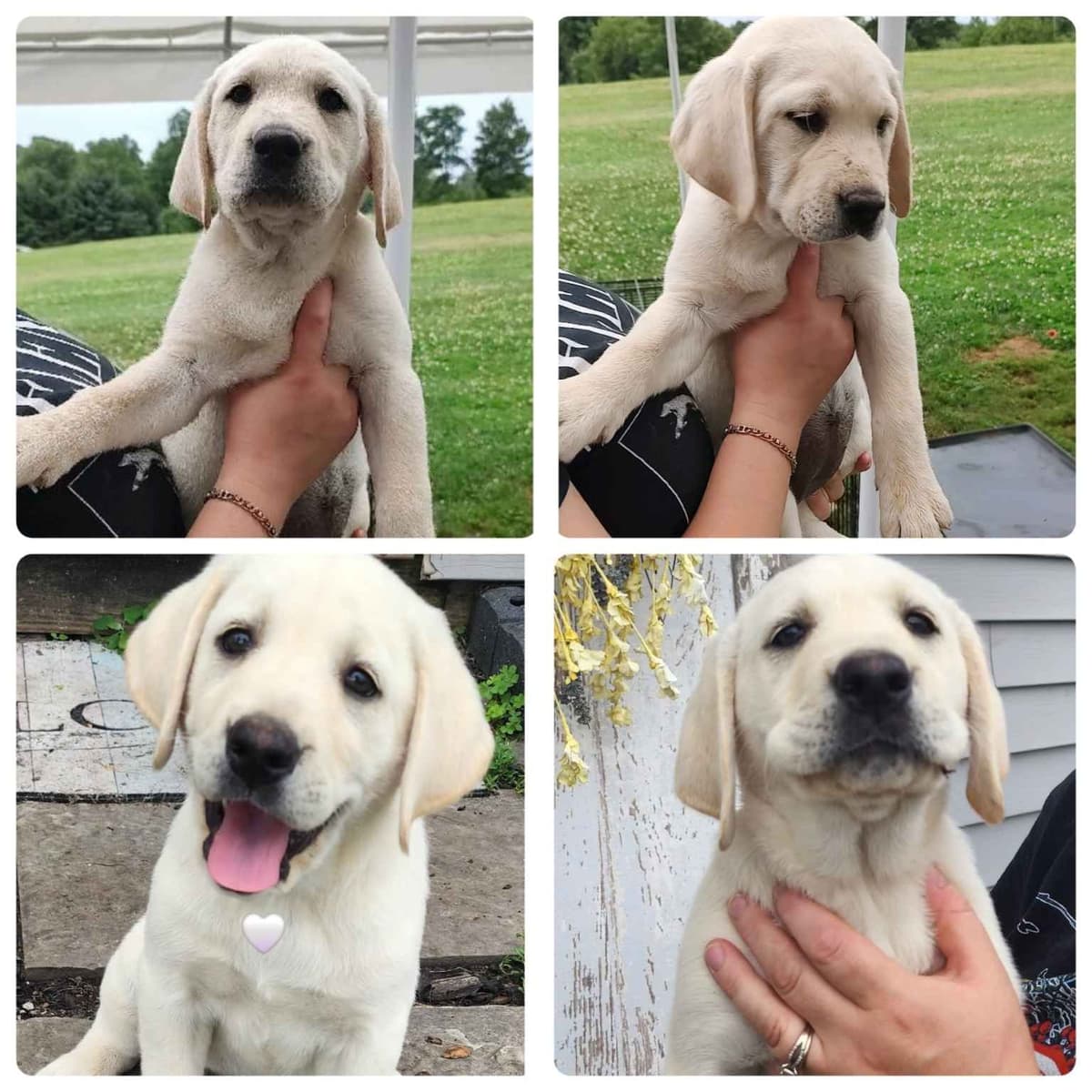 Labrador Retriever Puppies 3 left breeder image 1