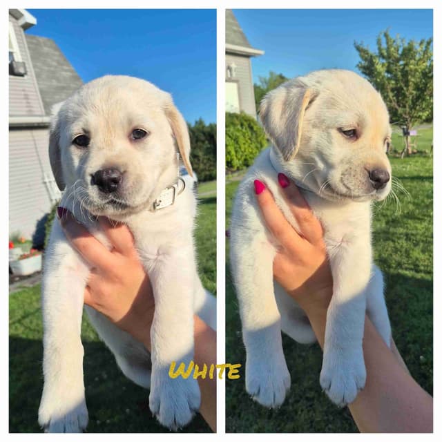 Labrador Retriever Puppies 3 left media 2