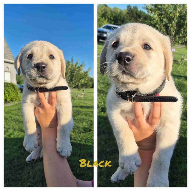 Labrador Retriever Puppies 3 left media 3