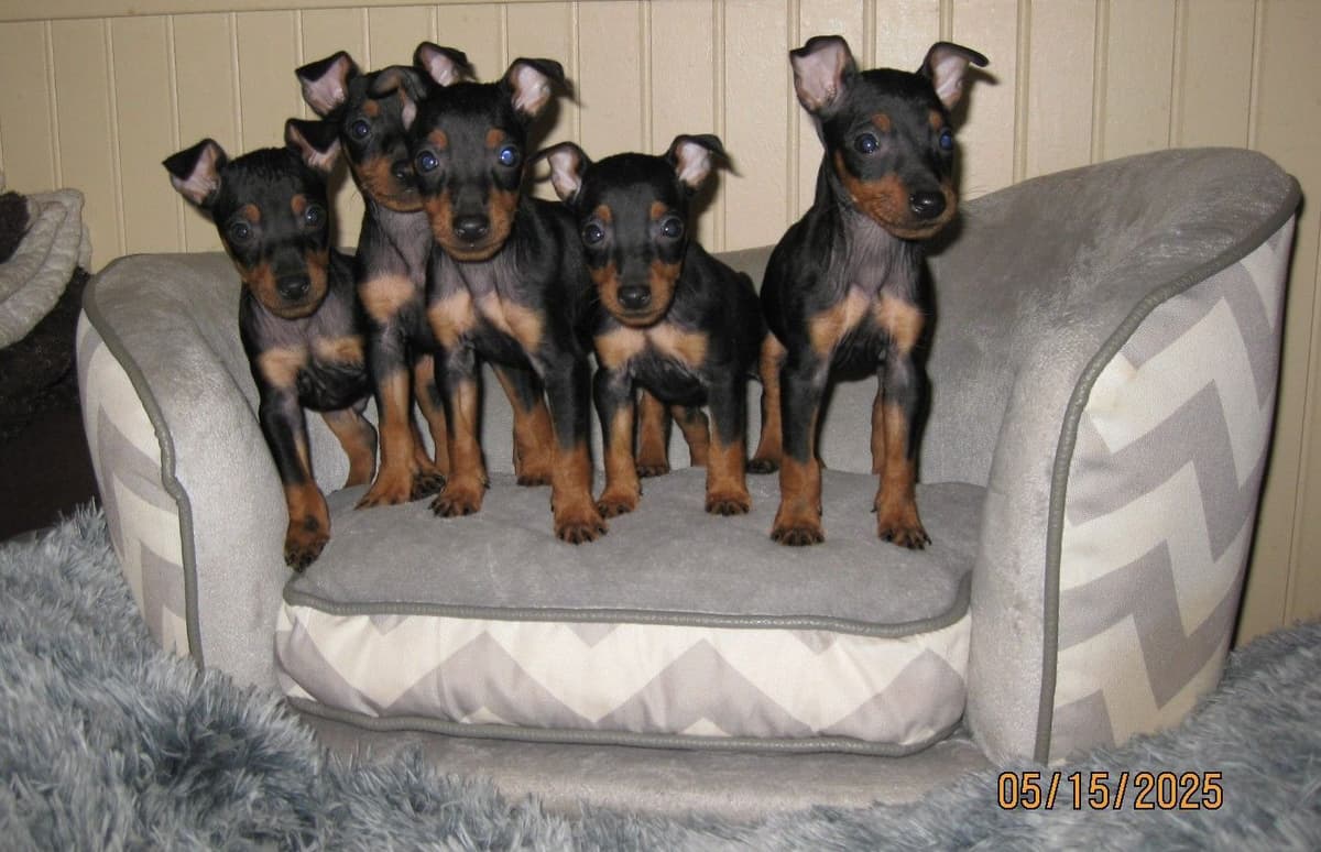 TGW'S MOUNTAIN GATE Toy Manchester Terrier Puppies breeder image 1