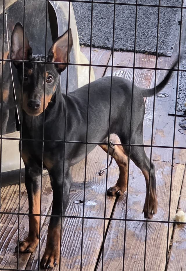 TGW'S MOUNTAIN GATE Toy Manchester Terrier Puppies media 2