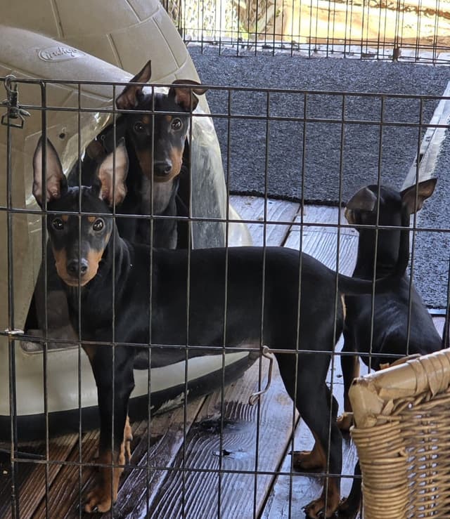 TGW'S MOUNTAIN GATE Toy Manchester Terrier Puppies media 3