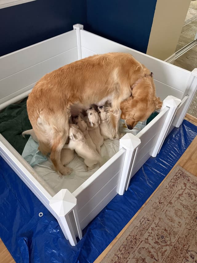 Golden Retriever Puppies media 4
