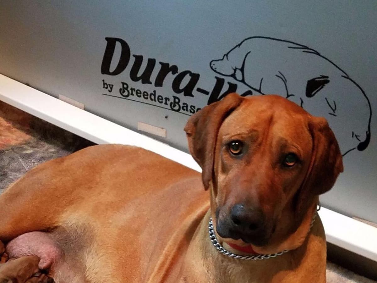 Rhodesian Ridgeback Puppies breeder image 1