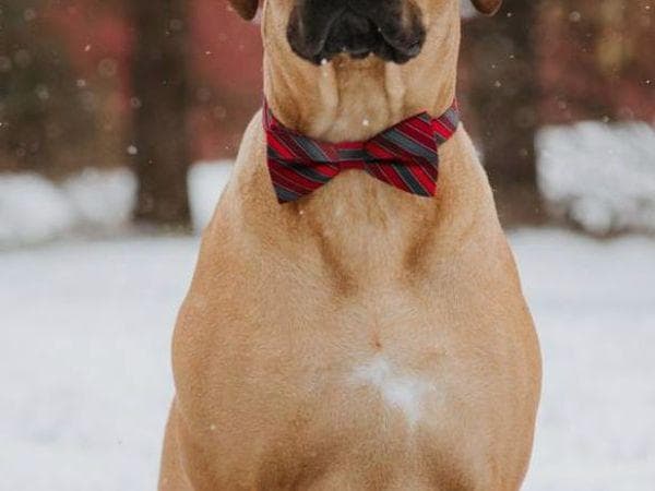 Rhodesian Ridgeback Puppies breeder image 2