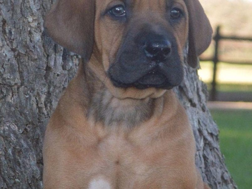 Rhodesian Ridgeback Puppies breeder image 3
