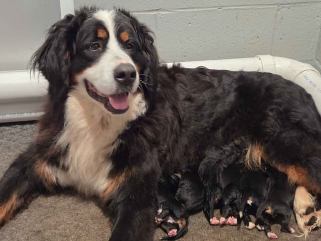 Bernese Mountain Dog Puppies media 3