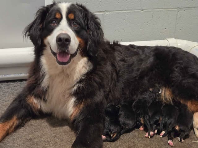 Bernese Mountain Dog Puppies media 4