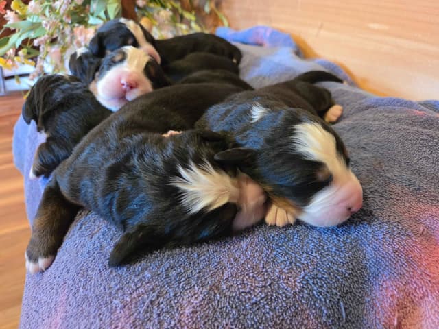 Bernese Mountain Dog Puppies media 5