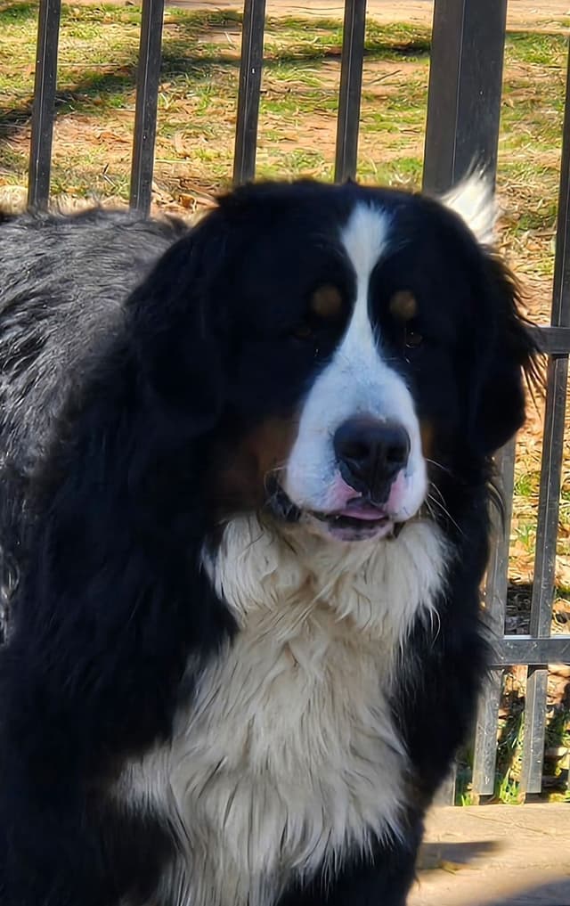 Bernese Mountain Dog Puppies media 6