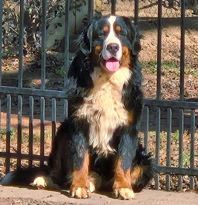 Bernese Mountain Dog Puppies media 7