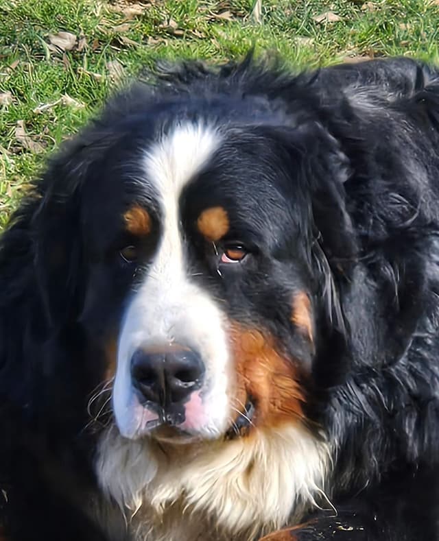 Bernese Mountain Dog Puppies media 8