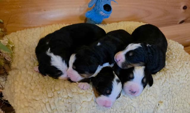 Bernese Mountain Dog Puppies media 9