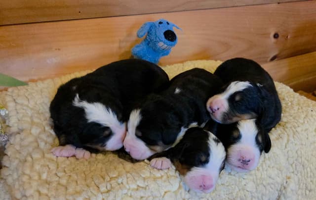 Bernese Mountain Dog Puppies media 10