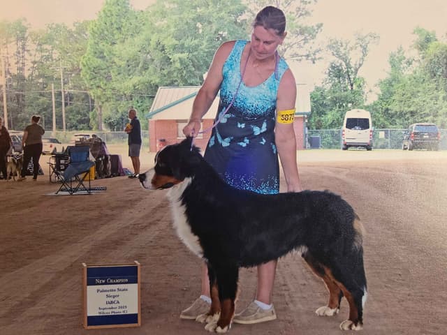 Bernese Mountain Dog Puppies media 11