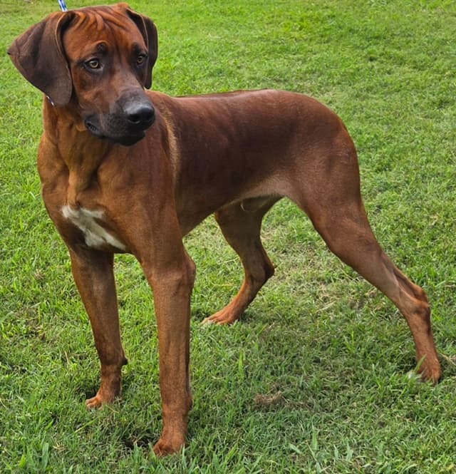 Rhodesian Ridgeback Puppies media 3