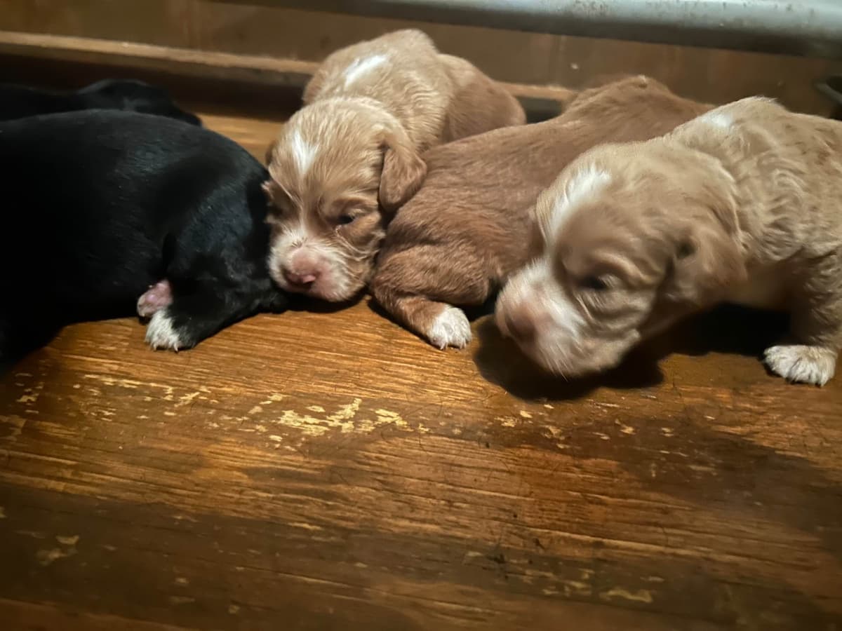 French Bulldog Puppies Ready breeder image 2