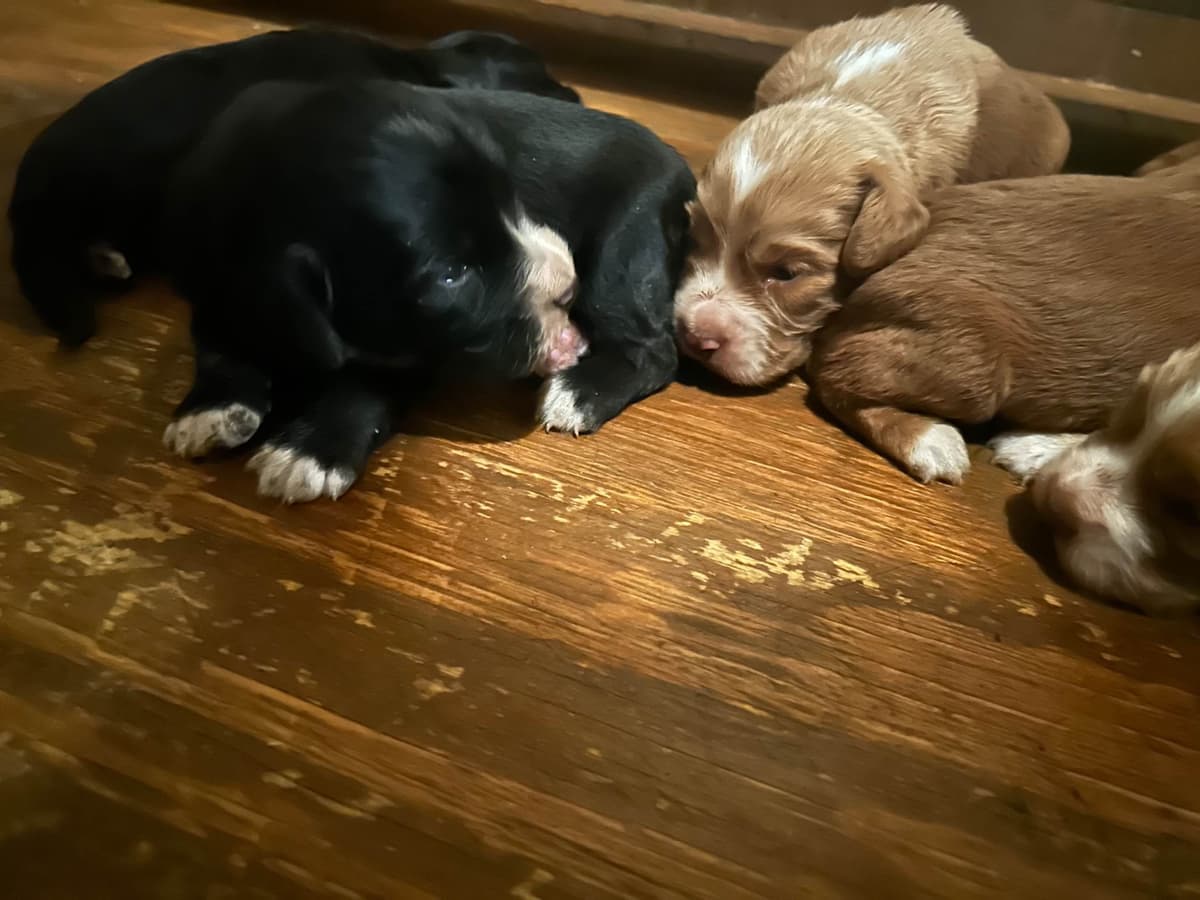 French Bulldog Puppies Ready breeder image 5