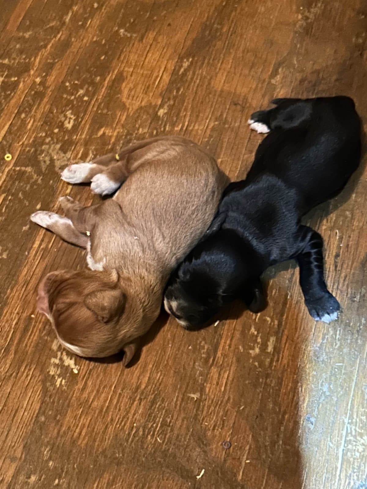 French Bulldog Puppies Ready breeder image 7