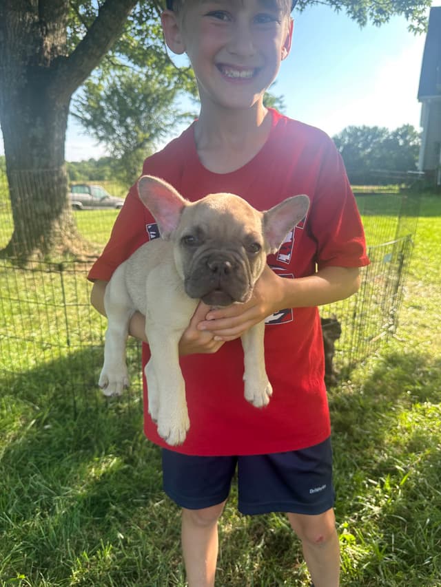 French Bulldog Puppies Ready media 2