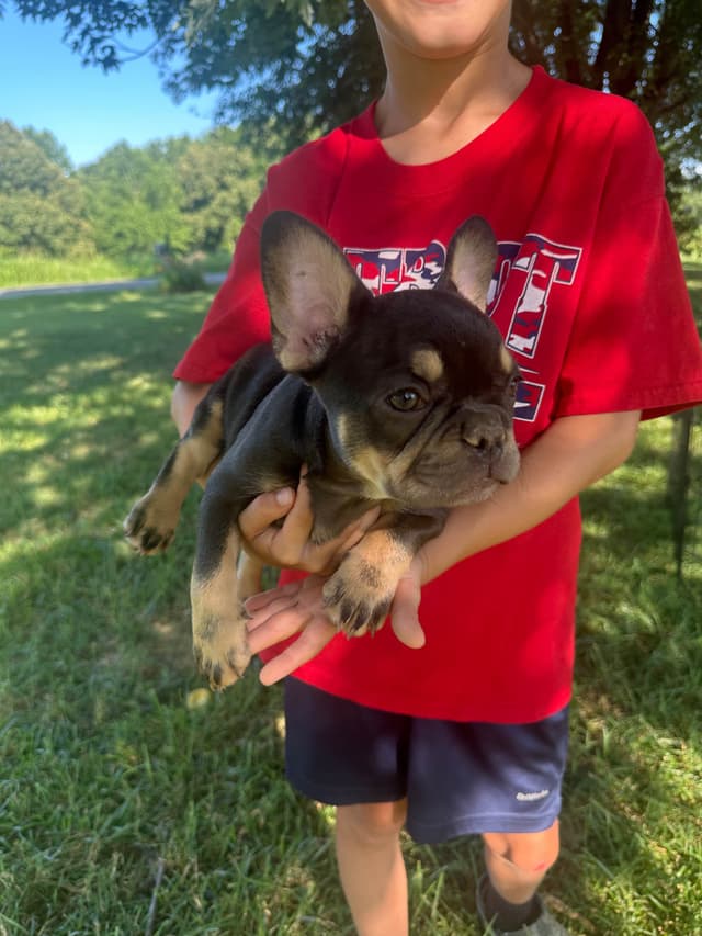 French Bulldog Puppies Ready media 3