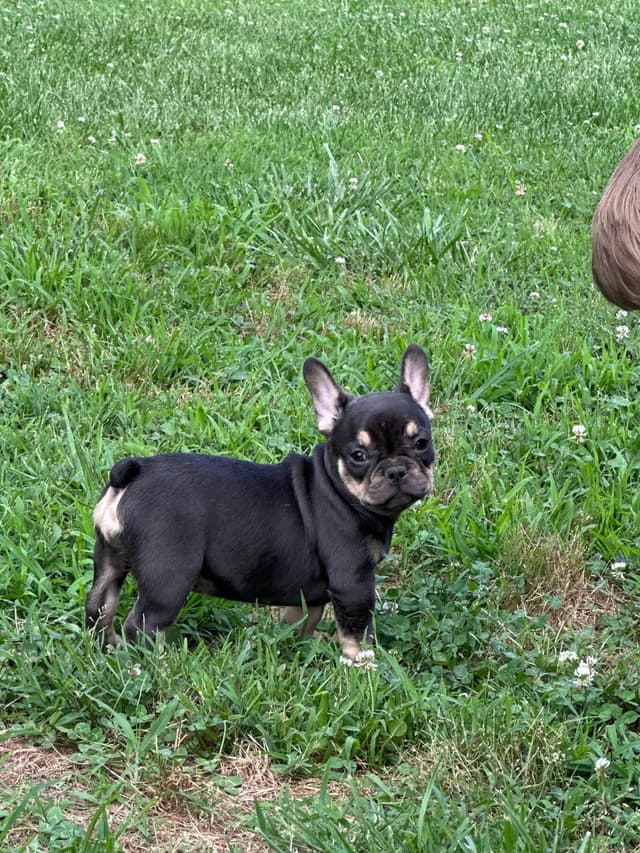 French Bulldog Puppies Ready media 4
