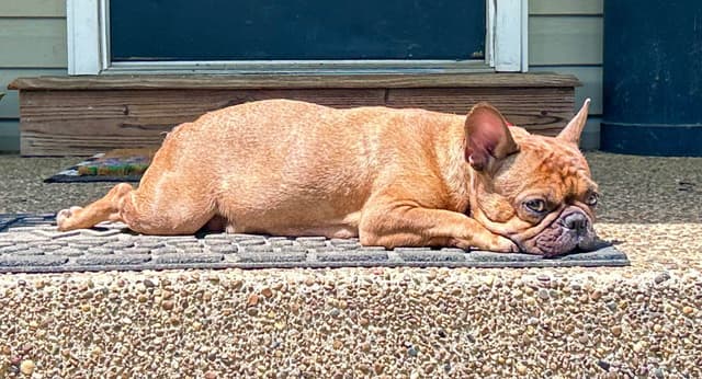 French Bulldog Puppies Ready media 5