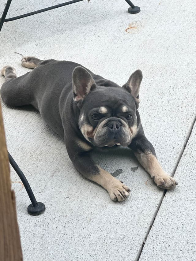 French Bulldog Puppies Ready media 6