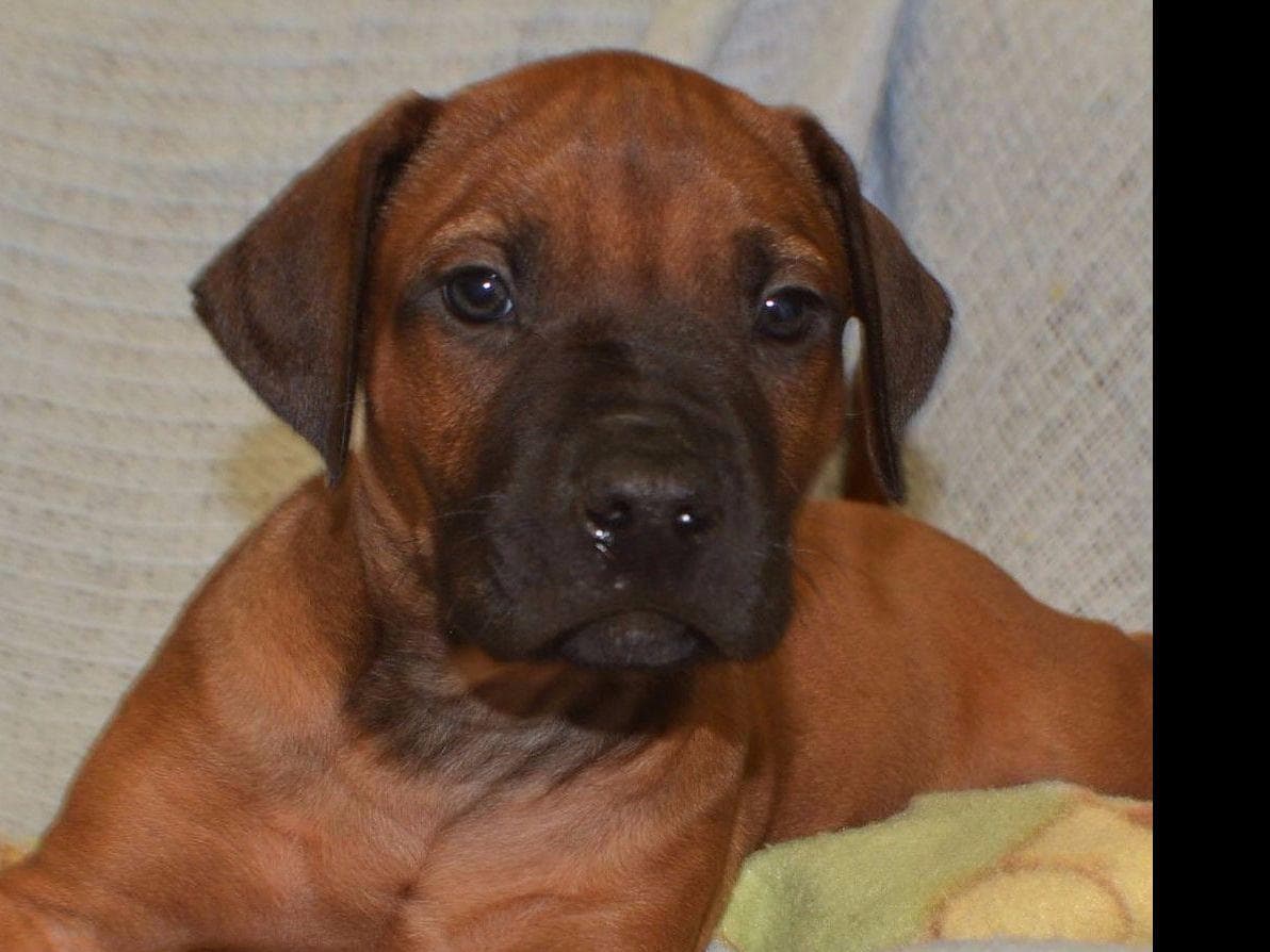 Rhodesian Ridgeback Puppies breeder image 5