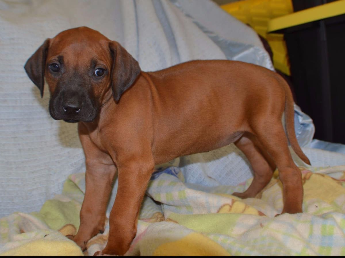 Rhodesian Ridgeback Puppies breeder image 7