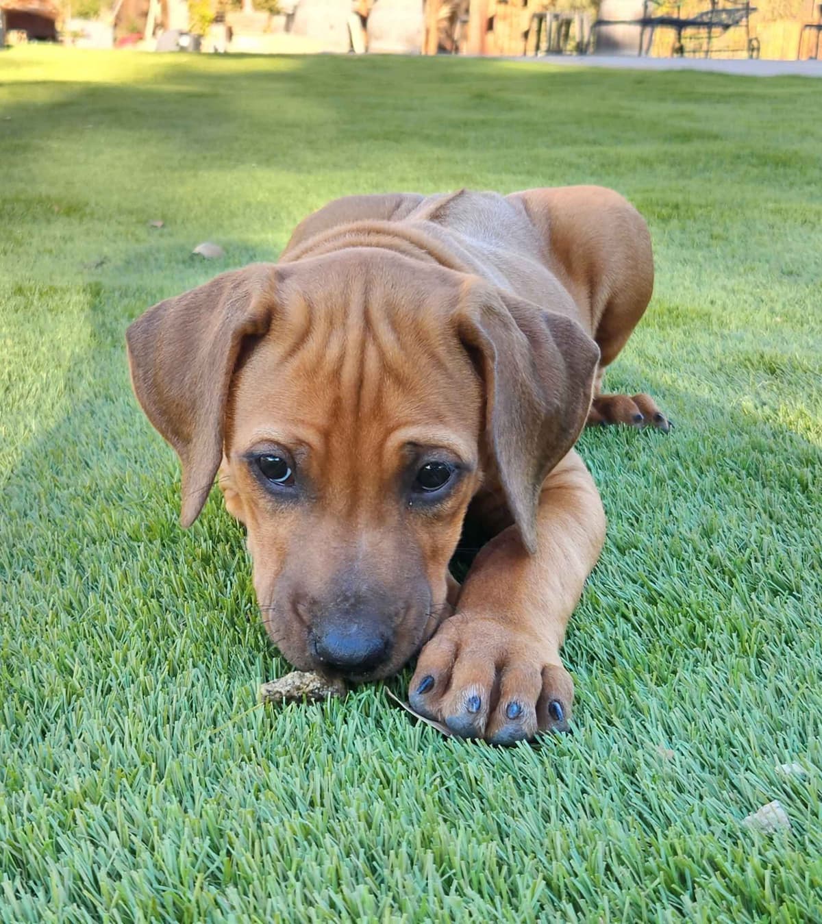 Rhodesian Ridgeback Puppies breeder image 8