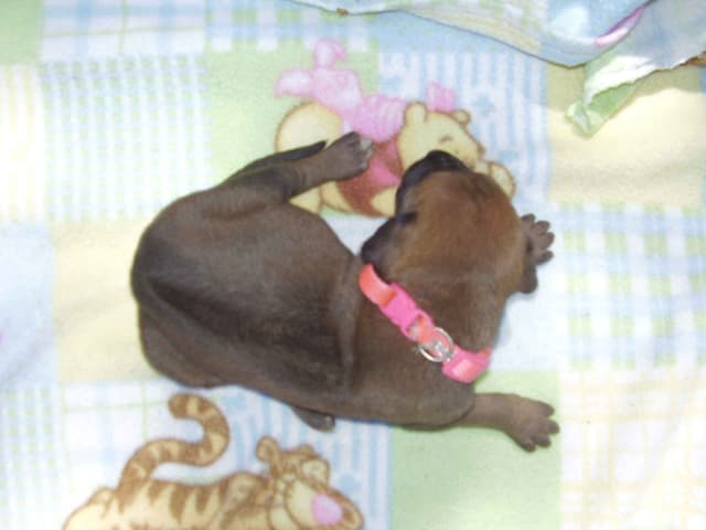 Rhodesian Ridgeback Puppies media 2