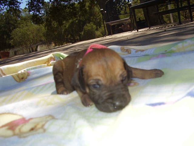 Rhodesian Ridgeback Puppies media 4