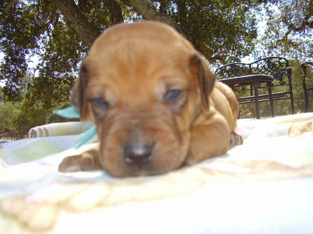 Rhodesian Ridgeback Puppies media 5