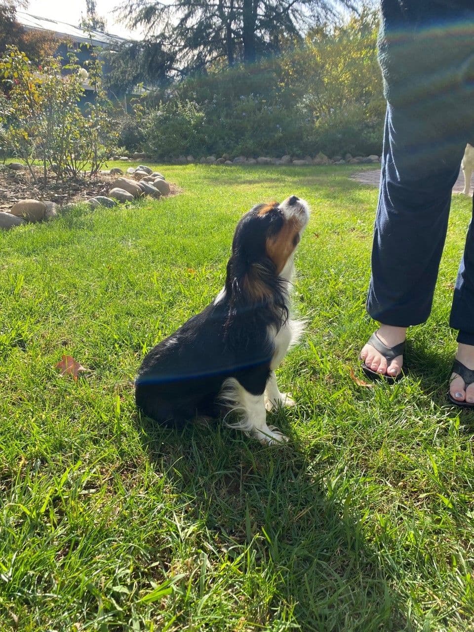 Cavalier King Charles Spaniel Puppies breeder image 1