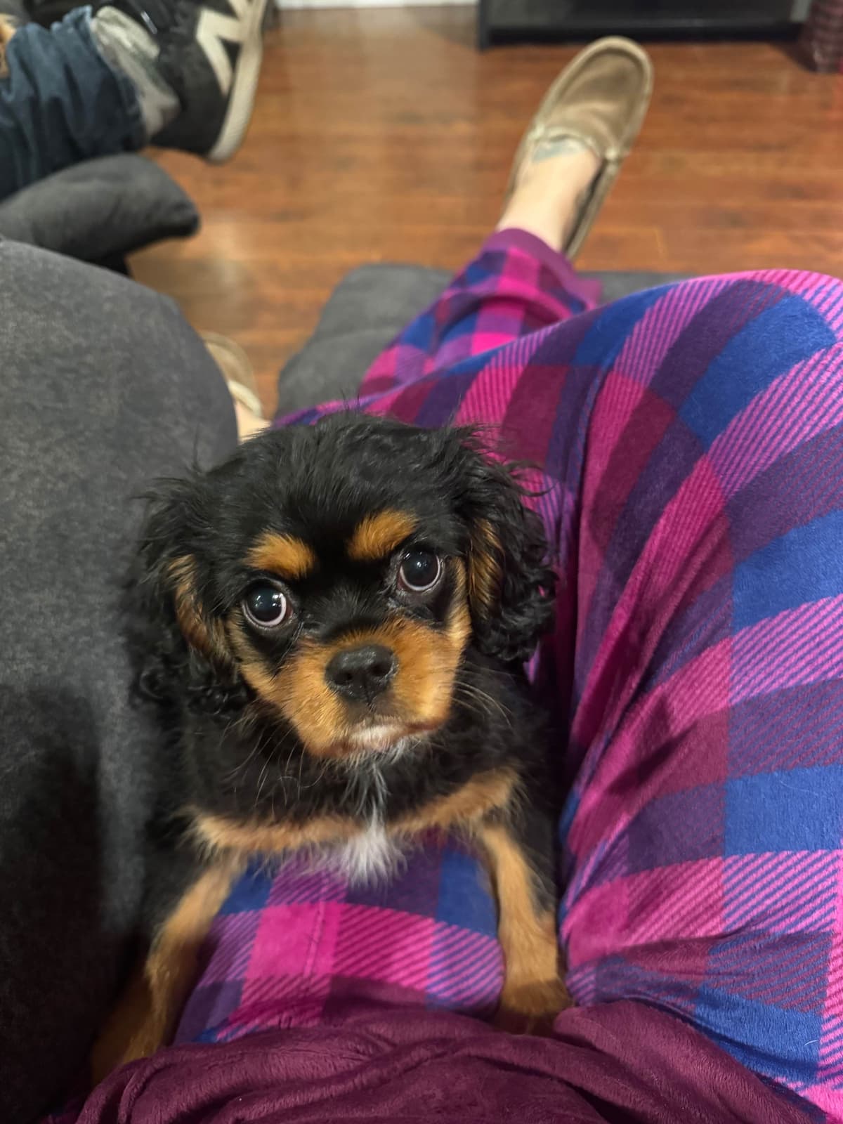 Cavalier King Charles Spaniel Puppies breeder image 3