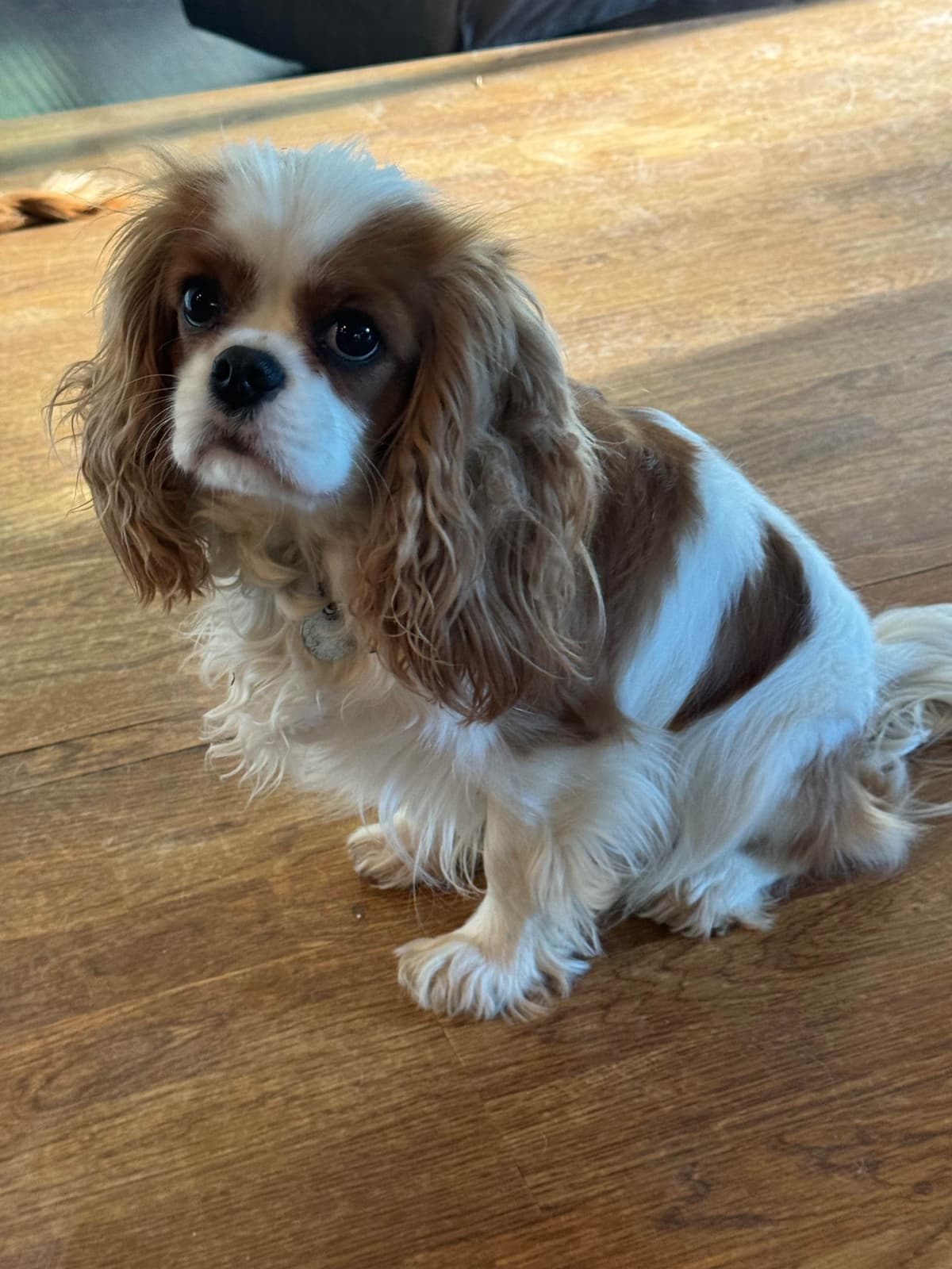 Cavalier King Charles Spaniel Puppies breeder image 4