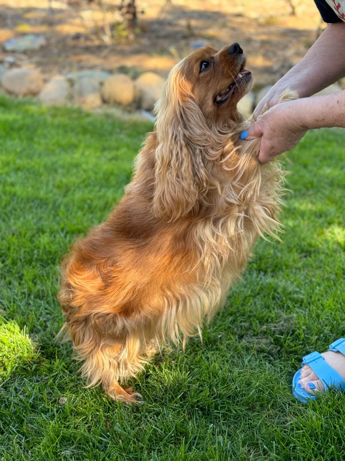 Cavalier King Charles Spaniel Puppies breeder image 5