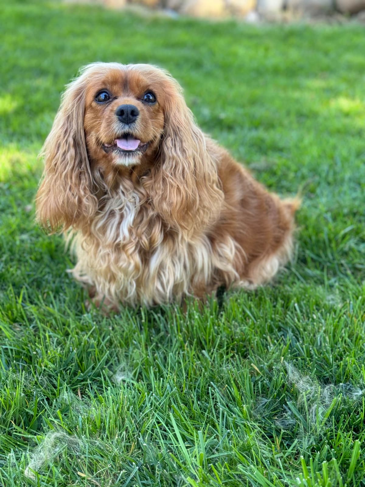 Cavalier King Charles Spaniel Puppies breeder image 6
