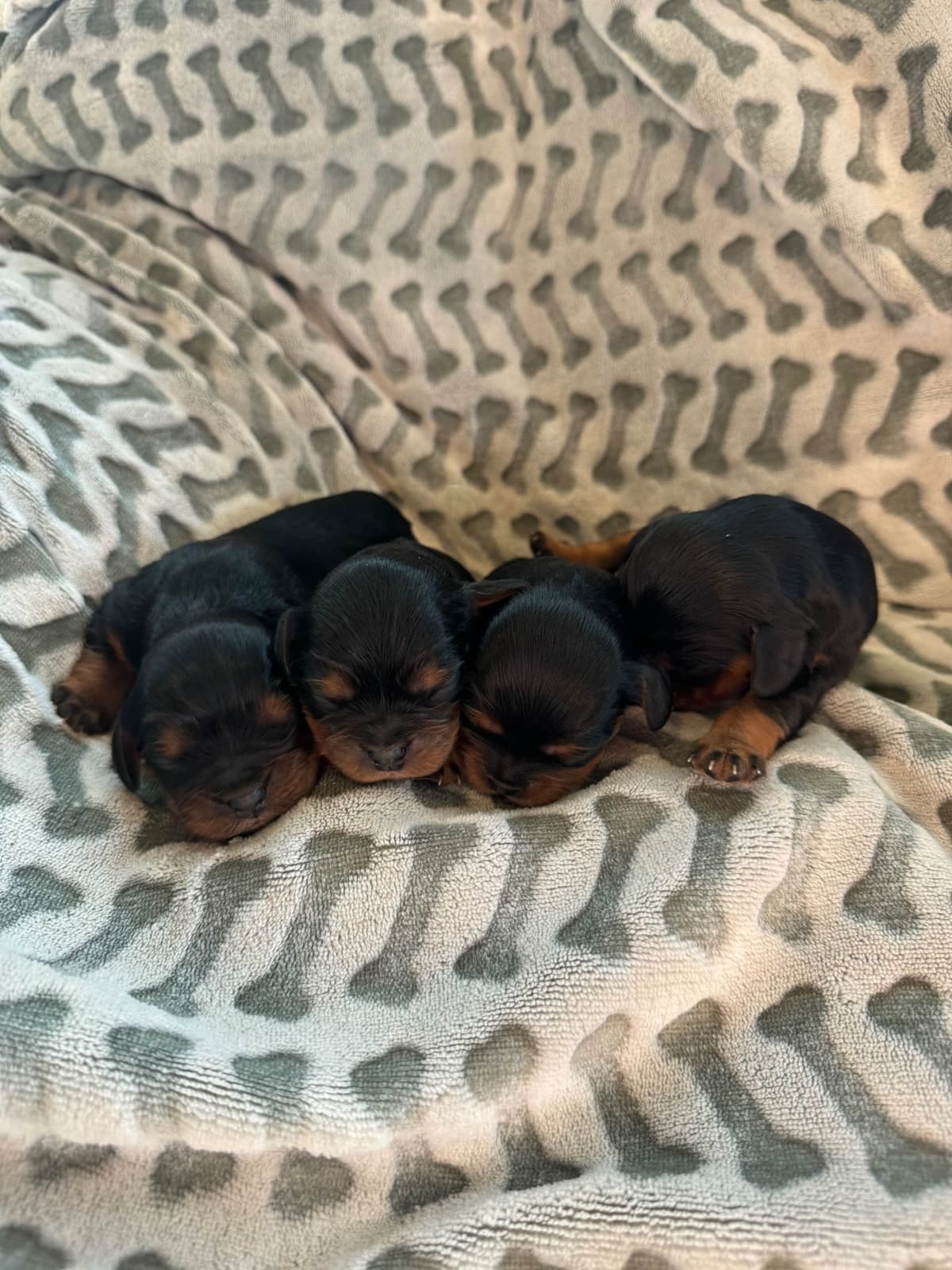 Cavalier King Charles Spaniel Puppies breeder image 7