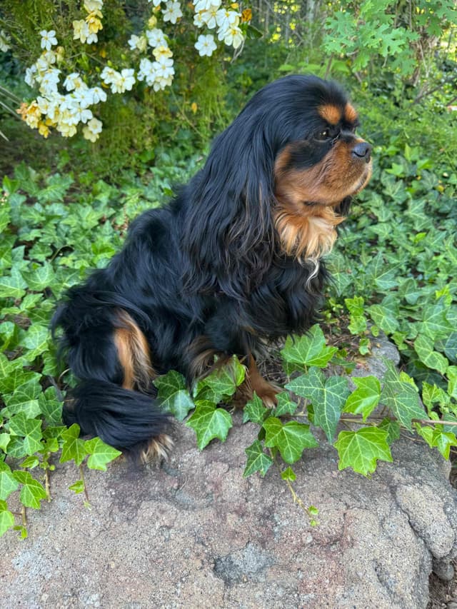 Cavalier King Charles Spaniel Puppies media 8