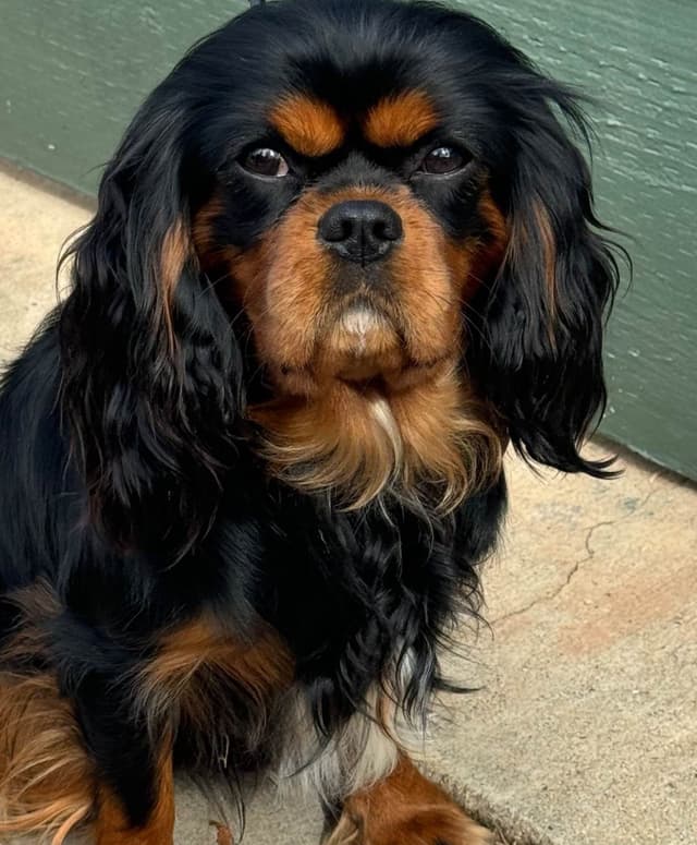 Cavalier King Charles Spaniel Puppies media 9