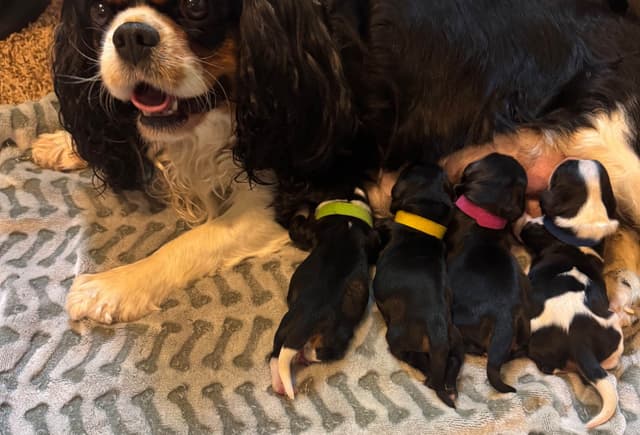 Cavalier King Charles Spaniel Puppies media 7