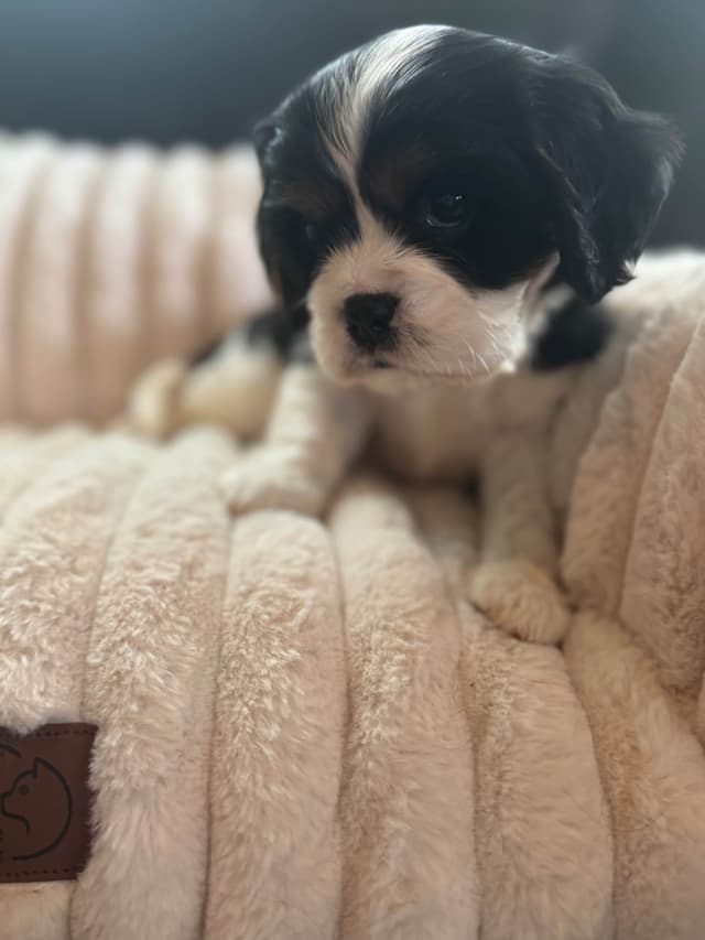 Cavalier King Charles Spaniel Puppies media 4
