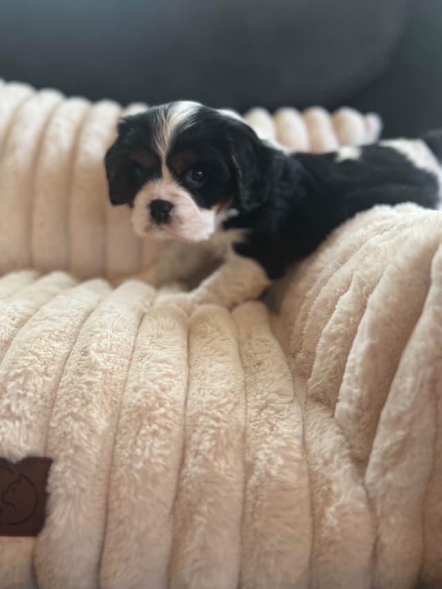 Cavalier King Charles Spaniel Puppies media 3